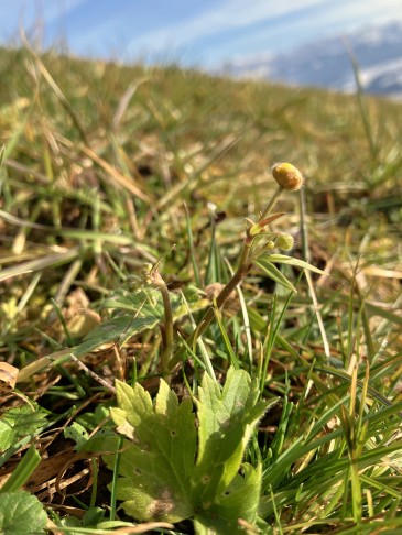 Ranunculus spec., mit den Knospen im Pelzchen, 31.01.2026