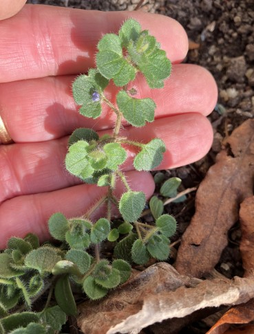 Veronica hederifolia, mit erster winziger Blüte, 31.01.2026
