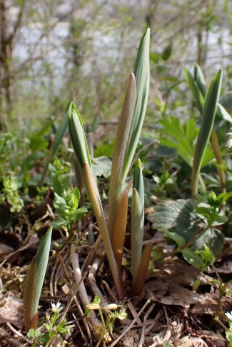 Die jungen Triebe des Echten Salomonssiegels (Polygonatum odoratum) starten aufrecht in die neue Saison. Felseck, Biel (BE), 31.03.2024