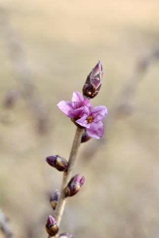 Seidelbast Sigriswil  