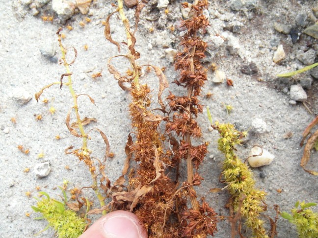 Holland 2016,  maritimus und palustris