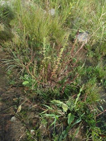 Deutschland Elbe 2019