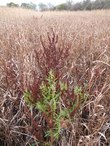 Deutschland Elbe 2019