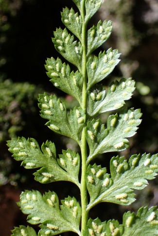 Wedel-Unterseite von Asplenium billotii: Fiedern mit mehr Zähnen und schmaleren/tieferen Buchen zwischen den Zähnen als bei Asplenium foreziense. Ronco s. Ascona (TI), 07.11.2022