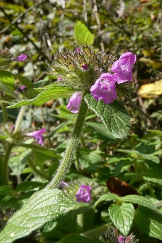 Blattoberseite, letzte Blüten (Ende Oktober)