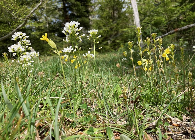 Links nicht befallene Thlaspi montanum, rechts die mit Puccinia befallenen. Clos du Doubs (JU), 18.04.2026