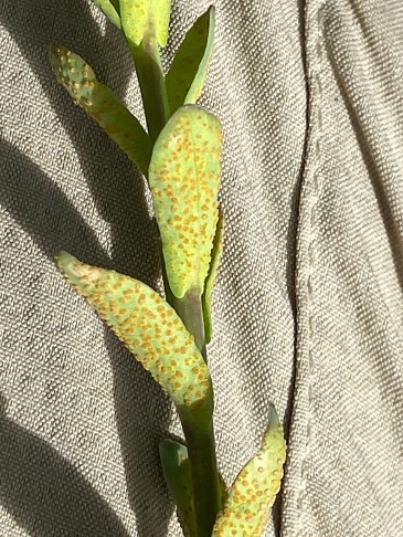 Deutlich erkennbar die auf der Blattoberfläche hervortretenden Sporenlager. Clos du Doubs (JU), 18.04.2026