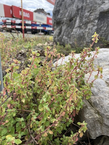 Parietaria judaica neben einer Baustelle wachsend. Thun (BE), 29.08.2025