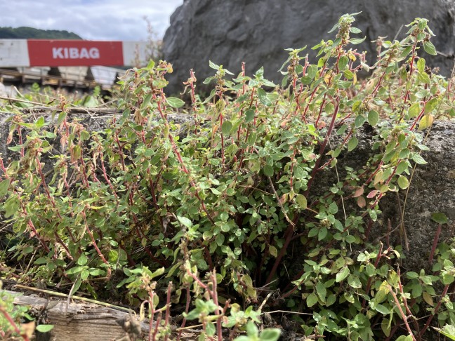 Parietaria judaica: Stängel aufrecht, z.T. abgemäht. Thun (BE), 29.08.2025