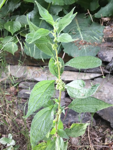 Parietaria officinalis: einzelne, aufrechte Stängel von grüner Farbe. Gampel-Bratsch (VS), 15.05.2022