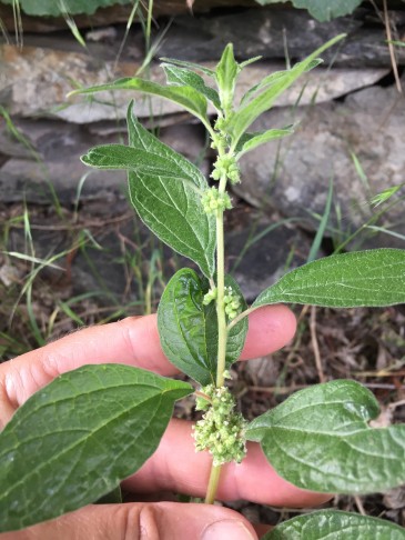 Parietaria officinalis: von kräftigem Wuchs an eher schattiger Stelle. Gampel-Bratsch (VS), 15.05.2022