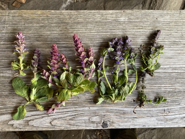 11.05.2024
Ajuga pyramilalis (links) und zunehmender Anteil an A. reptans (rechts)