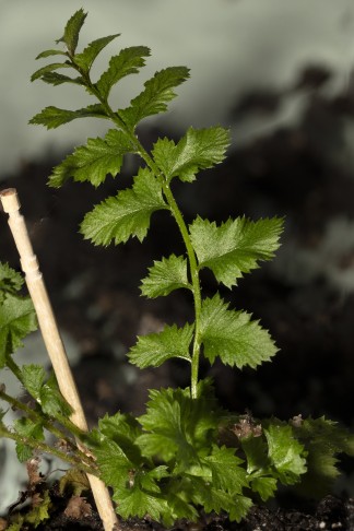 29.03.2025 Polystichum lonchitis