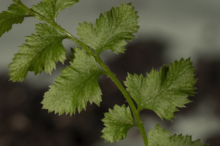 29.03.2025 Polystichum lonchitis