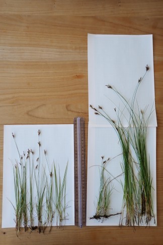 Links: Rasig wachsende, 25–30 cm hohe Pflanzen (Standort 2); rechts: bis zu 40 cm hohe Pflanzen (klumpig wachsend) resp. am Rand auf flachgründigem Boden über den Kalksteinen kleiner, mit herausziehbaren Ausläufern (Standort 1). Valangin (NE), 12.05.2026