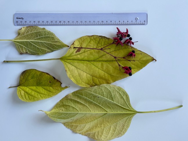 Clerodendrum trichotomum