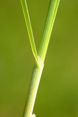 Blatthäutchen einen Hautkragen bildend. Valangin (NE), 12.05.2026