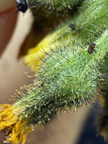 Hülle: Drüsenhaare reichlich, etliche normale Haare ohne schwarzen Grund, Sternhaare ebenfalls reichlich 17.05.2026