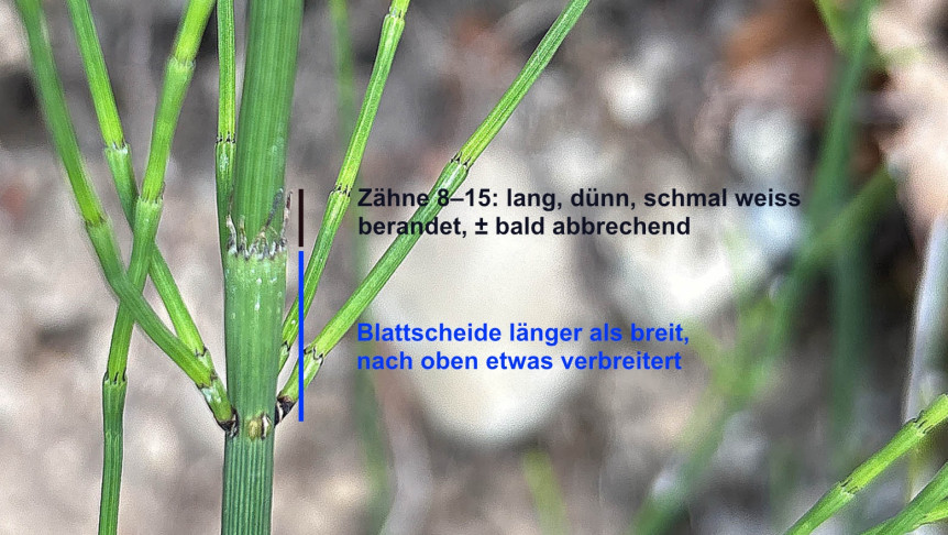 Ästiger Schachtelhalm (Equisetum ramosissimum)