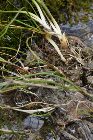 Weiter entwickelte Triebe von Triglochin palustris; 16.06.2026
