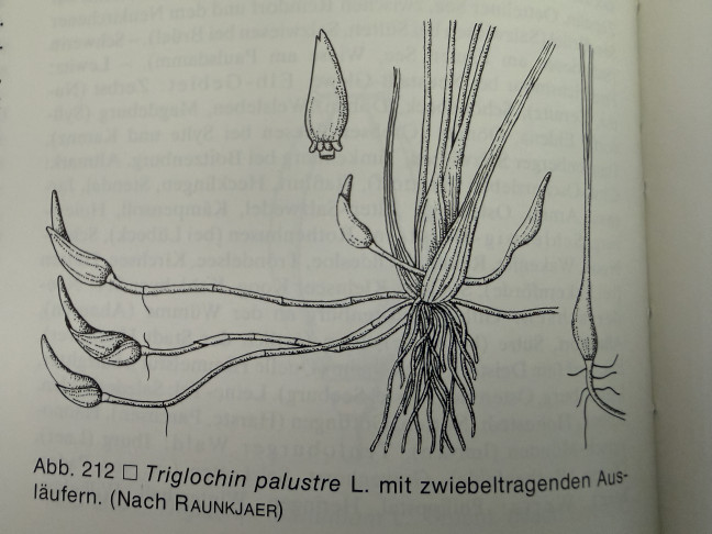 Abbildung aus 