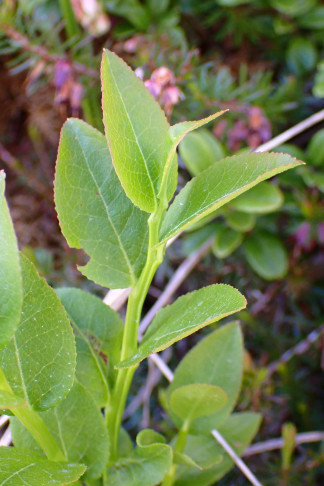Heidelbeere (Vaccinium myrtillus): Hellgrüne, gesägte Blätter, Zweige grün. Sunnbüel, Kandersteg (BE), 18.06.2026