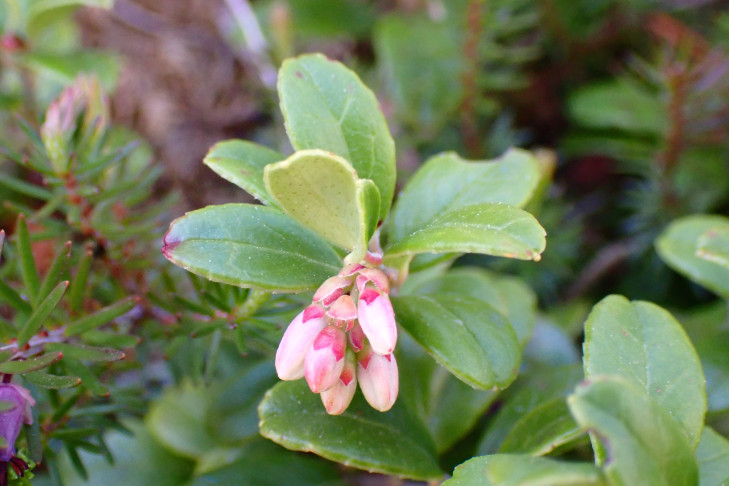 Preiselbeere (Vaccinium vitis-idaea): Blattoberseiten dunkelgrün, Unterseite heller und drüsig punktiert. Sunnbüel, Kandersteg (BE), 18.06.2026