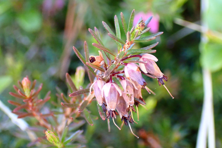 Schnee-Heide (Erica carnea): Blätter nadelförmig. Sunnbüel, Kandersteg (BE), 18.06.2026