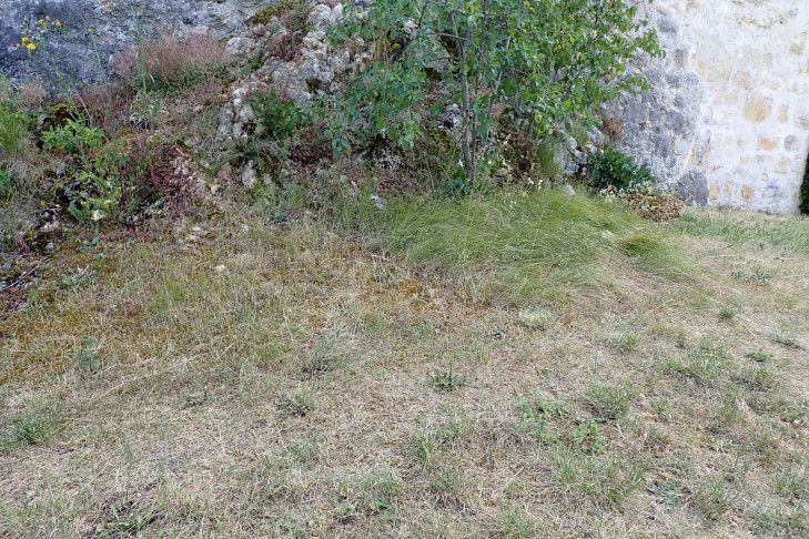 Ein Teil des kleinwüchsigen Bestandes wurde bereits gemäht. Valangin (NE), 19.06.2026