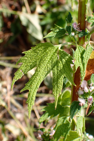 Stängelblatt. Müntschemier (BE), 30.06.2026