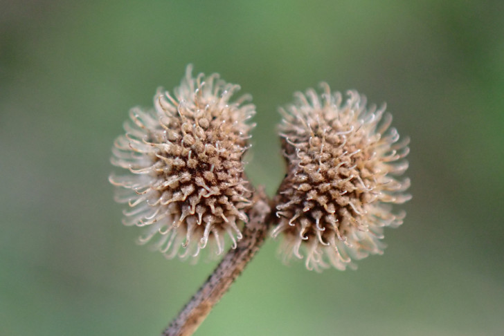 Reife Früchte des Kletten-Labkrauts (Galium aparine) - gleicher Standort. Köniz (BE), 22.07.2025