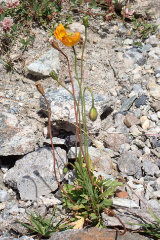 Pflanze knapp 40 cm hoch. Standort 2. Bernina (GR), 16.07.2026