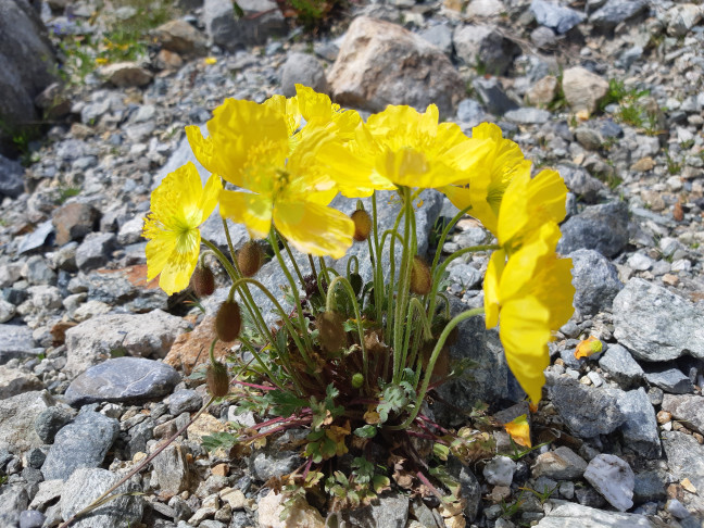 Lago Bianco, 09.07.2020