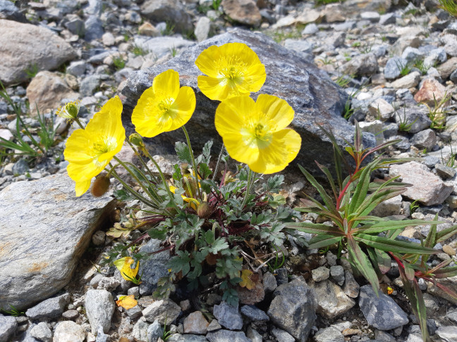 Lago Bianco, 09.07.2020