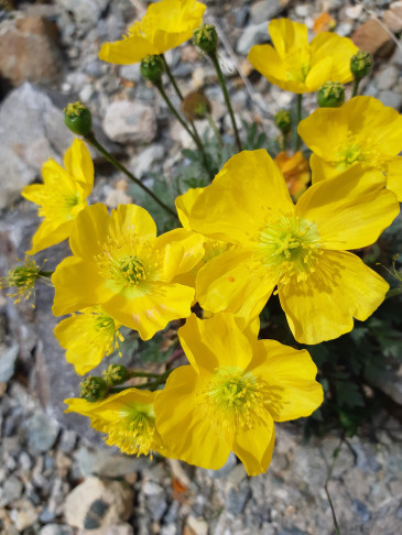Lago Bianco, 09.07.2020