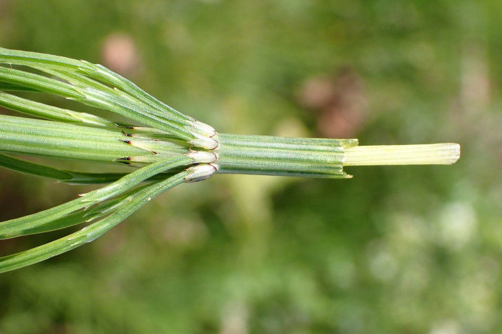 Acker-Schachtelhalm (Equisetum arvense). Wohlen b. Bern (BE), 11.07.2026