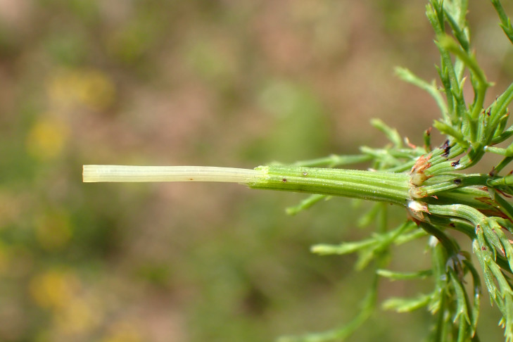Wald-Schachtelhalm (Equisetum sylvaticum). Frauenkappelen (BE), 11.07.2026