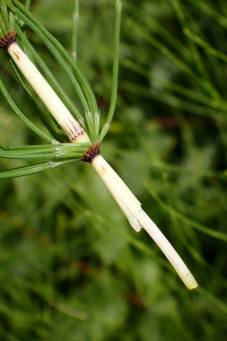 Riesen-Schachtelhalm (Equisetum telmateia). Frauenkappelen (BE), 11.07.2026