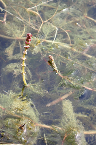 Männliche (obere) Blüten vor dem Aufblühen rot; weibliche (untere) Blüten hellrosa bis weisslich. Luzern (LU), 16.08.2026