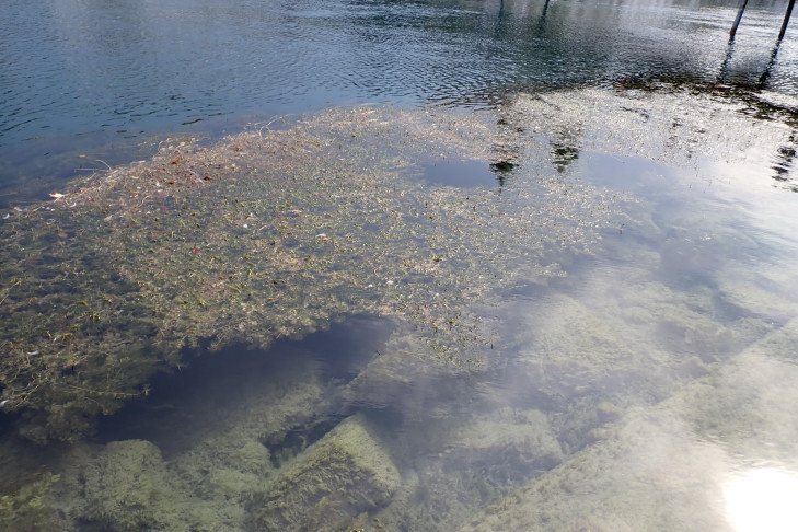 Grössere Bestände des Ährigen Tausendblattes (Myriophyllum spicatum) in der Reuss. Luzern (LU), 16.08.2026