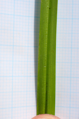 Blatt ca. 6 mm breit. Radelfingen b. Aarberg (BE), 18.08.2026