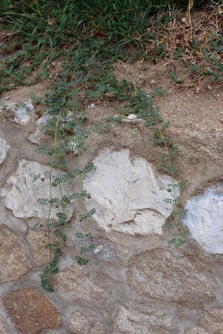 Der längste, über eine Mauer hängende Trieb war > 100 cm lang. Elba (IT), 24.09.2026