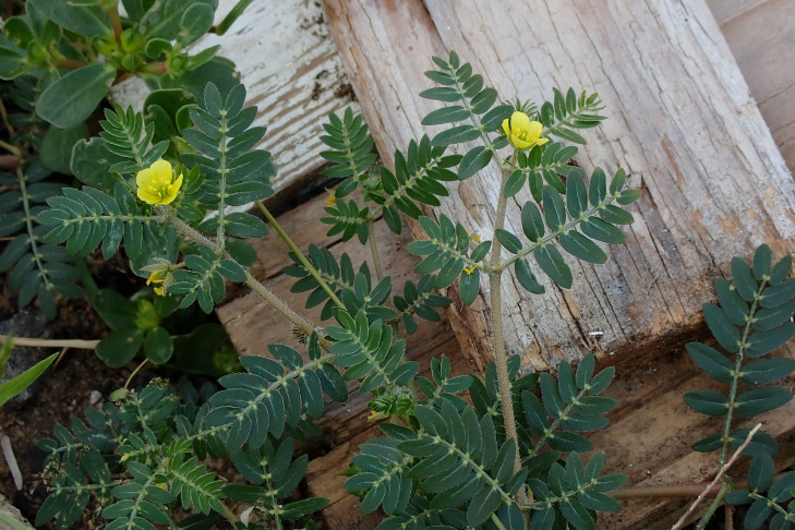 Morgenstund hat Gold im Mund! Blüten geöffnet um 9.15 Uhr. Elba (IT), 25.09.2026