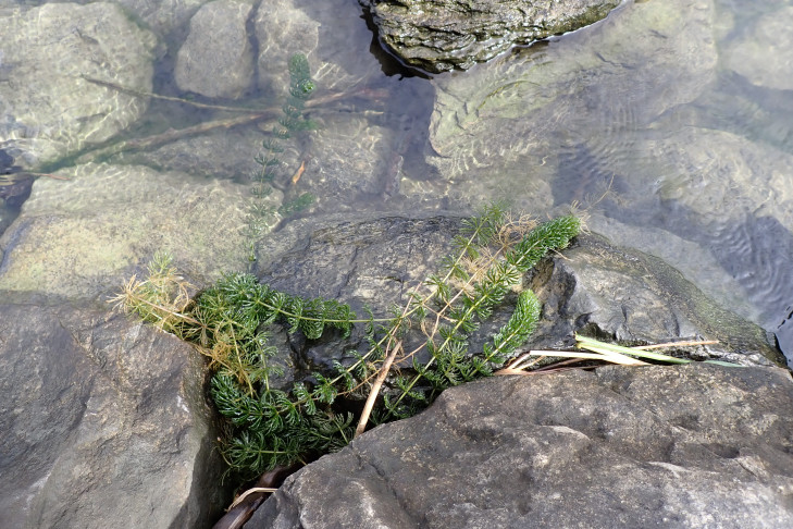 Ein am Ufer angeschwemmtes Raues Hornblatt (Ceratophyllum demersum) bei Noville (VD), 09.10.2026