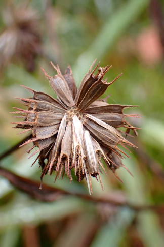 Körbchen des Dreiteligen Zweizahns (Bidens tripartita) mit reifen Früchten. Lac de Joux (VD), 26.10.2026
