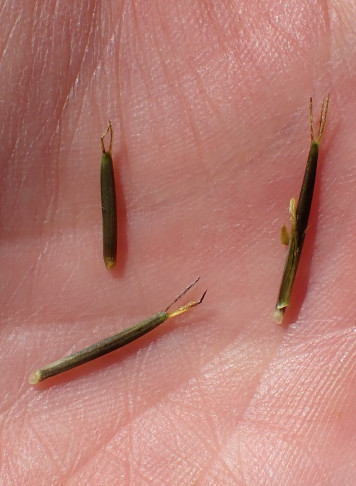 Reife Früchte des Fiederblättrigen Zweizahns (Bidens bipinnata) sehr lang und schmal. Tenero (TI), 07.11.2022
