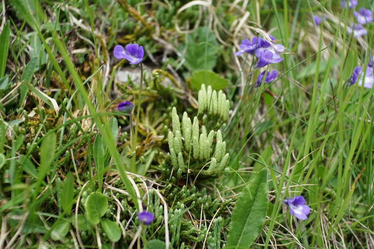 Pinguicula leptoceras, Binntal auf ca. 2130m. Sie haben mir den Blick zum  Alpen-Flachbärlapp (Diphasiastrum alpinum) gewiesen.