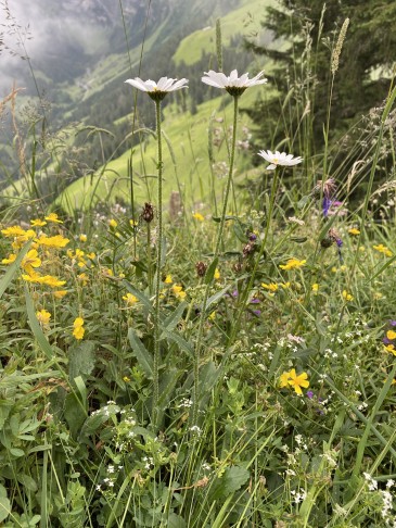 Leucanthemum adustum (24.6.2022, Kiental)