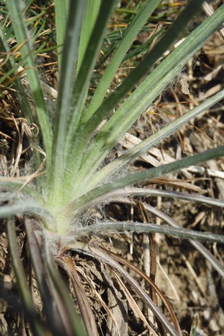 Tragopogon dubius bei Brig (VS), 21.3.2022