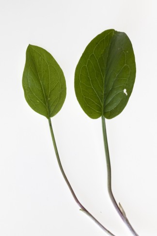 Blattspreite des Gemeinen Aronstabs (Arum maculatum) mit Netznerven. francoisealsaker